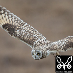 獲物を見つけて急降下するコミミズク。鋭い爪がはっきりと見えます。そして、やはりフクロウの仲間、翼が体に比べて随分と長いです。