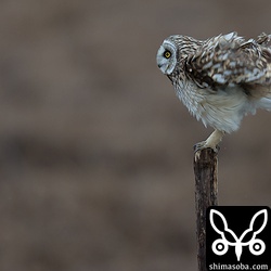 雨の雫をぶるっと吹き飛ばす。