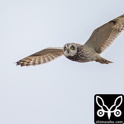 頭の上で隣の個体とニアミスしました。