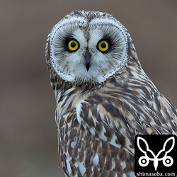 目の前の木に止まりました。淀川のコミミズクはどの個体も人間を恐れないようです。