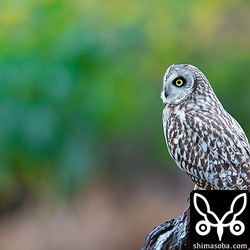 ローカルルールで一段高い場所から撮影しないといけないので、バックに菜の花を入れたかったのですが、はいつくばって撮ってもこの高さが限界…。^^;