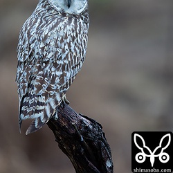 地元民に「しろちゃん」と呼ばれていたコミミズク。