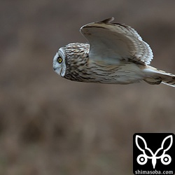コミミズクの飛ぶ姿の横顔は面白いですね。