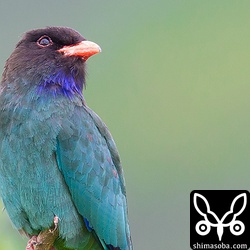 1200mmでも撮ってみました。美しい羽毛が最高ですね。