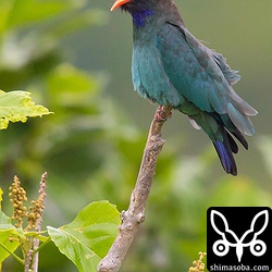 大きな口を開けてあくびするブッポウソウ。