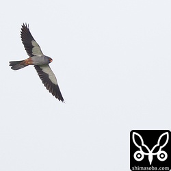 夕方、めちゃくちゃ遠くを飛びました。このまま塒入りしてしまいました。