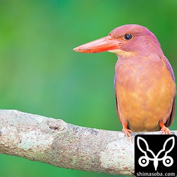 こちらもEOS Mで撮りました。