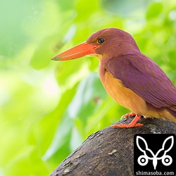 EOS Mで撮りました。