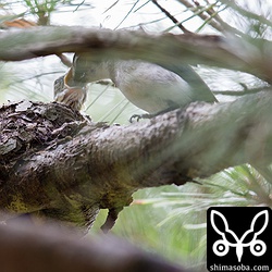 1時間ほどしか観察していませんが、5回ほど餌を運んできました。サンショウクイの餌やりは頻繁なようです。