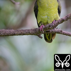 枝で休むズアカアオバト。目の色がカラフルです。