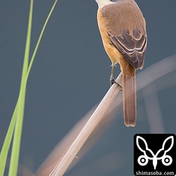 アカモズ夏羽の美しいオスがいました。