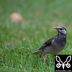 まだ、ムクドリがいました。シロハラ、アカハラ、ツグミなどは渡ってしまったようです。