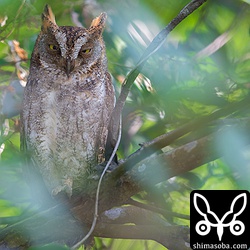 上の個体のすぐ近くにいたコノハズクのメス。こちらのペアのオスも上と同じく声だけ…。