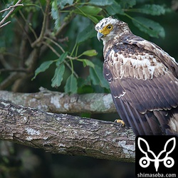 成鳥羽に抜け変わりつつあるカンムリワシの幼鳥。