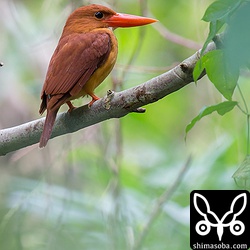 上のアカショウビンとペアのメス。