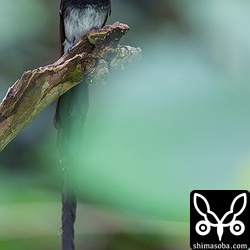 うおー。手前の葉っぱがじゃまー!!メスのサンコウチョウは、一瞬だけ現れましたが写真には撮れず。