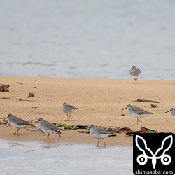 右から3羽目のキアシシギは片足がありませんでした。