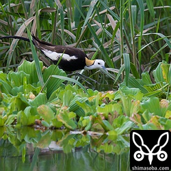 ハスなどの上を歩くので体に似合わずとても大きな足をしています。この川にはハスはなく、代わりにウォーターレタスの上を歩いていました。