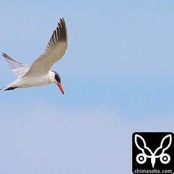 飛び立つと、今度は磯辺川の河口に移動しました。