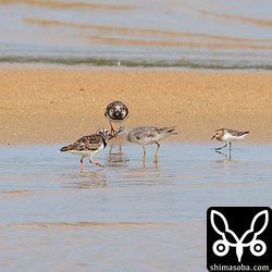 キョウジョシギ、キアシシギ、トウネン。