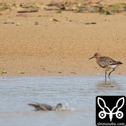 コオバシギ。手前で水浴びするのはキアシシギ。