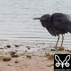 クロサギも繁殖期の飾り羽が美しいです。