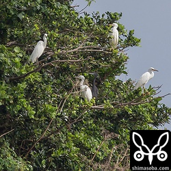 サギのなる木。コサギ(左)1羽とクロサギ4羽。