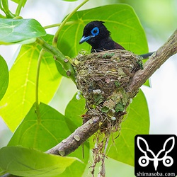 巣に座り産座をととのえたり、巣の外壁を手直ししたりしていました。その間、数十秒。サンコウチョウは巣が完成してから3日後ぐらいに産卵するので、今月末産卵の6月23〜26日ぐらいにはヒナの巣立ちが見られることでしょう。^^