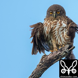 羽を乾かしてブルブルっとやっていました。ここのアオバズクは非常に気性が荒く、カラスもかなりやられて懲りているようで、こんなに見晴らしのいい場所に止まってもカラスが全く寄ってきません。昨年の巣立ちの時は、カラスの巣立ちビナがここのアオバズクの縄張りに入ってしまって、アオバズクのオス1羽でカラス5羽を撃退していました。^^;