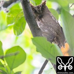 コノハズクはなんとか見つけられたのですが、どーやっても写真は撮れず…。^^;うまいこと隠れるものです。