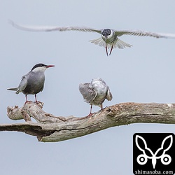 後から来たクロハラアジサシが羽づくろいしている個体を蹴落としていました。