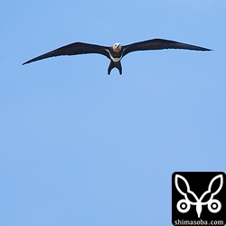 でかい…。図鑑によると翼開長180センチ以上らしい。