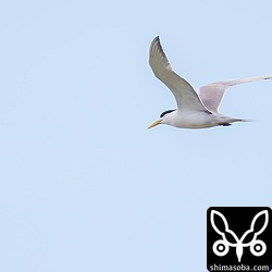 オオアジサシも車海老養殖場の上を悠然と飛びながら獲物探し。