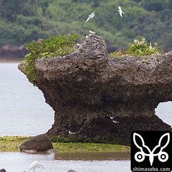 エリグロアジサシのコロニー。5ペアほどがいました。