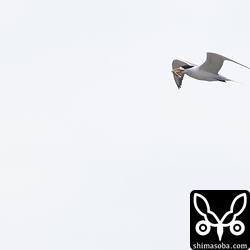 見事、車海老をゲット。養殖場のひと曰く、捕まるエビは弱ったやつなので取られても問題とのこと。