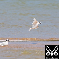 2羽でやってきて2羽で去っていきました。