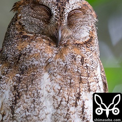 笑ったような顔で目を閉じているときは、本当にリラックスして寝ています。一直線に目を閉じているときは実は警戒して薄目でこちらを見ているのです。