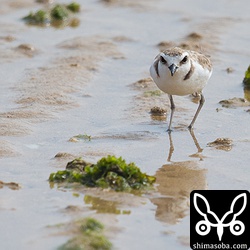 手前の砂浜をシロチドリの群れがウロウロ。