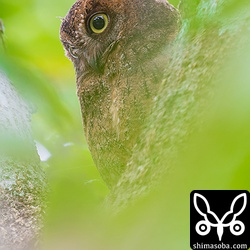 緑の中にコノハズク。可愛らしいですね。