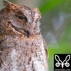 コノハズクの涼しげな横顔。アオバズクもコノハズクも表情豊かです。