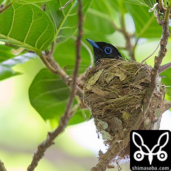 途中で、メスに交代しました。餌を運ばないので、ヒナはまだ孵化していないようです。