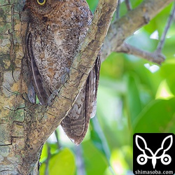 コノハズクの新規営巣木を見つけました。近くでは、オスが見張りをしています。小首を傾げて可愛いですね。でも、カラスが近ずくと猛アタックして追い払っていました。