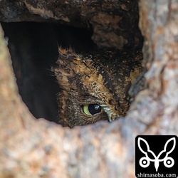 双眼鏡をぶら下げて、防風林を歩いていると何やら視線を感じました。小さな巣穴からコノハズクのメスが見えました。まだ、抱卵しているようですね。