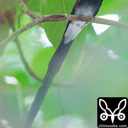 オスのサンコウチョウはなかなか全身が写真に入る所までは出てきませんでした。