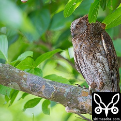 やはり目立つ所にコノハズク。