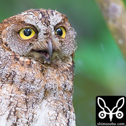 コノハズクは表情豊か。きょうは、妙に昼間から活発で、餌なども捕らえていました。