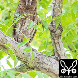 こんな目立つ所にコノハズクが!! 巣立ちでもしたヒナを見守っているのでしょうか?