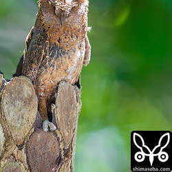 メスが外にいました。ヒナが大きくなって巣から追い出されたと思われます。