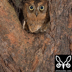 こちらのコノハズクのヒナはまだ小さいようです。夜になってもメスは巣から出ませんでした。