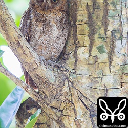 上のコノハズクとペアのオス。昼間は、巣の正面の木に止まって見張りをしています。